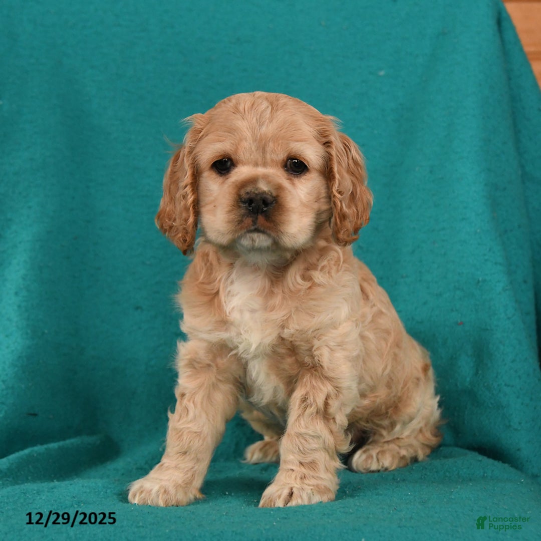 Cocker Spaniel dogs for sale: Charlie - Ad 1