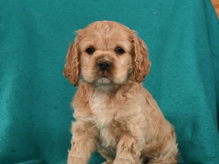 Cocker Spaniel dogs Charlie - Ad 37