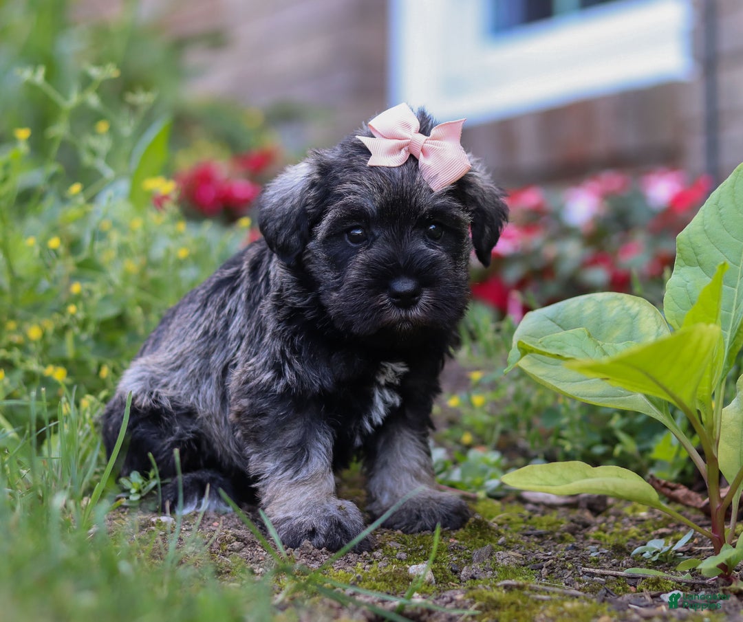 Miniature Schnauzer dogs for sale: Millie - Ad 39