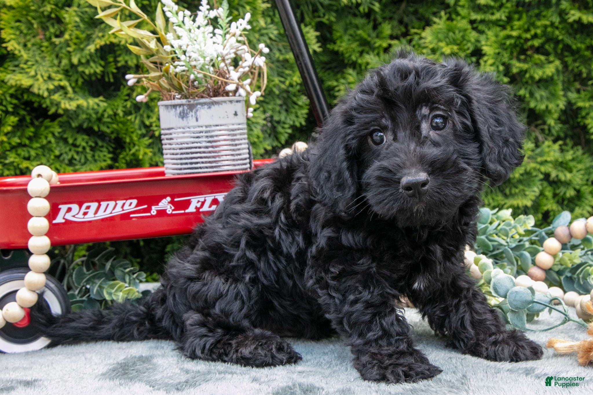 Shorkie dogs Cody - Ad 1
