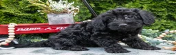 Shorkie dogs for sale: Cody - Ad 1