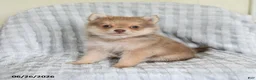 Pomsky dogs for sale: Tommy - Ad 4