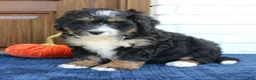 Mini Bernedoodle dogs for sale: Gizmo  - Ad 5