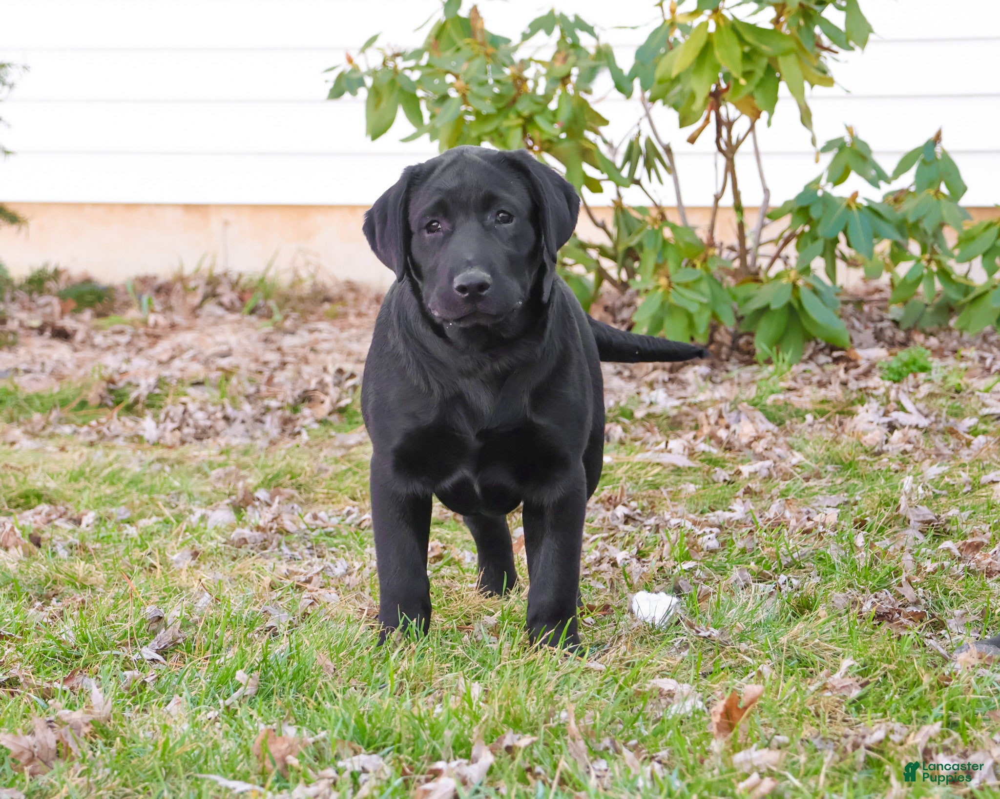 Labrador Retriever dogs Leah - Ad 40