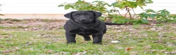 Labrador Retriever dogs for sale: Leah - Ad 1
