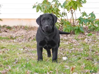 Labrador Retriever dogs Leah - Ad 40