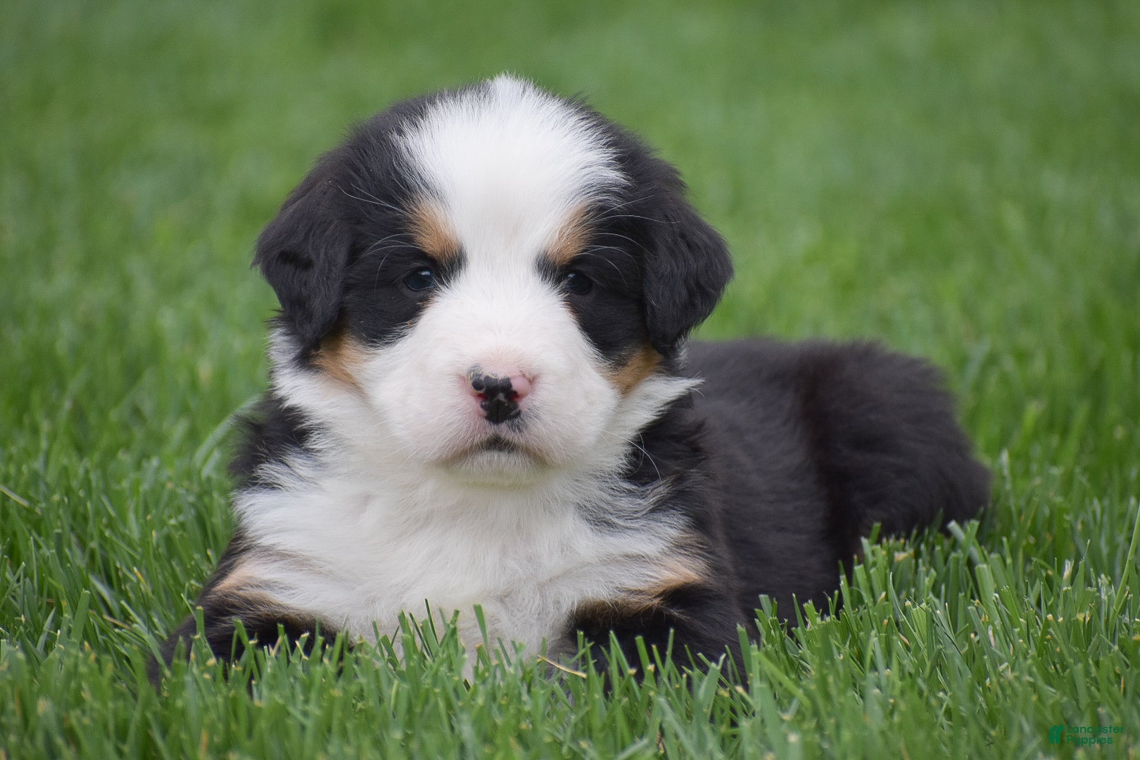 Bernese Mountain Dog dogs for sale: Monica - Ad 4