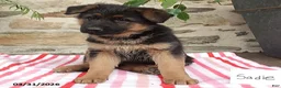 German Shepherd dogs for sale: Sadie - Ad 1
