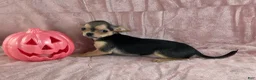Chihuahua dogs for sale: Delilah - Ad 3