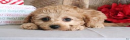Cavapoo dogs for sale: Rebecca - Ad 3