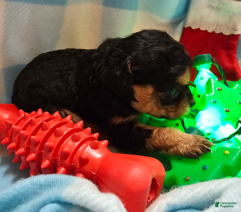 Cavapoo dogs for sale: LE'MON - Ad 1