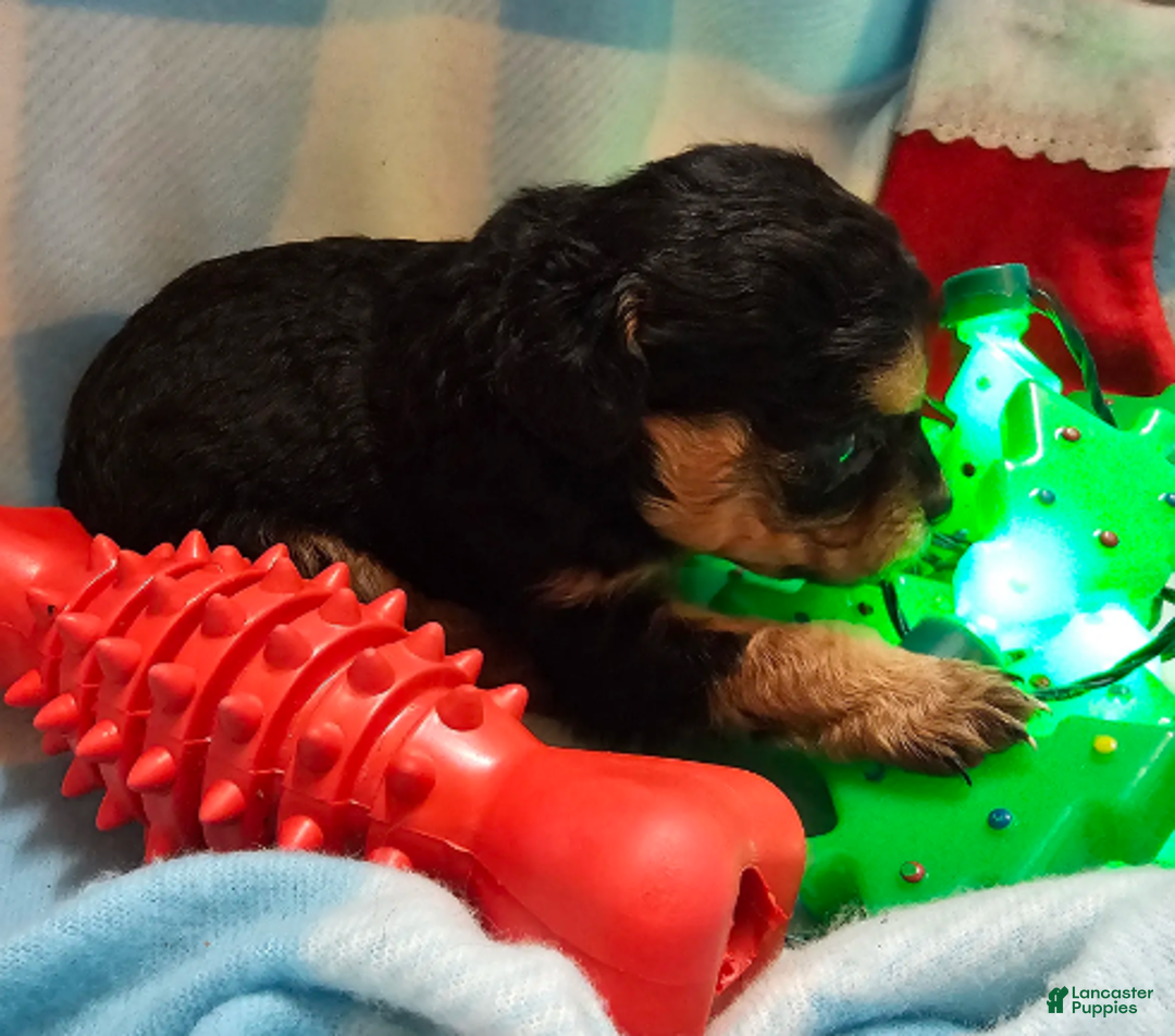 Cavapoo dogs for sale: LE'MON - Ad 1