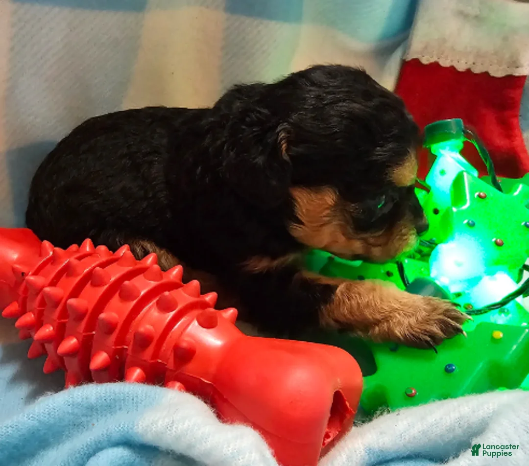 Cavapoo dogs for sale: LE'MON - Ad 7