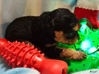 Cavapoo dogs LE'MON - Ad 35