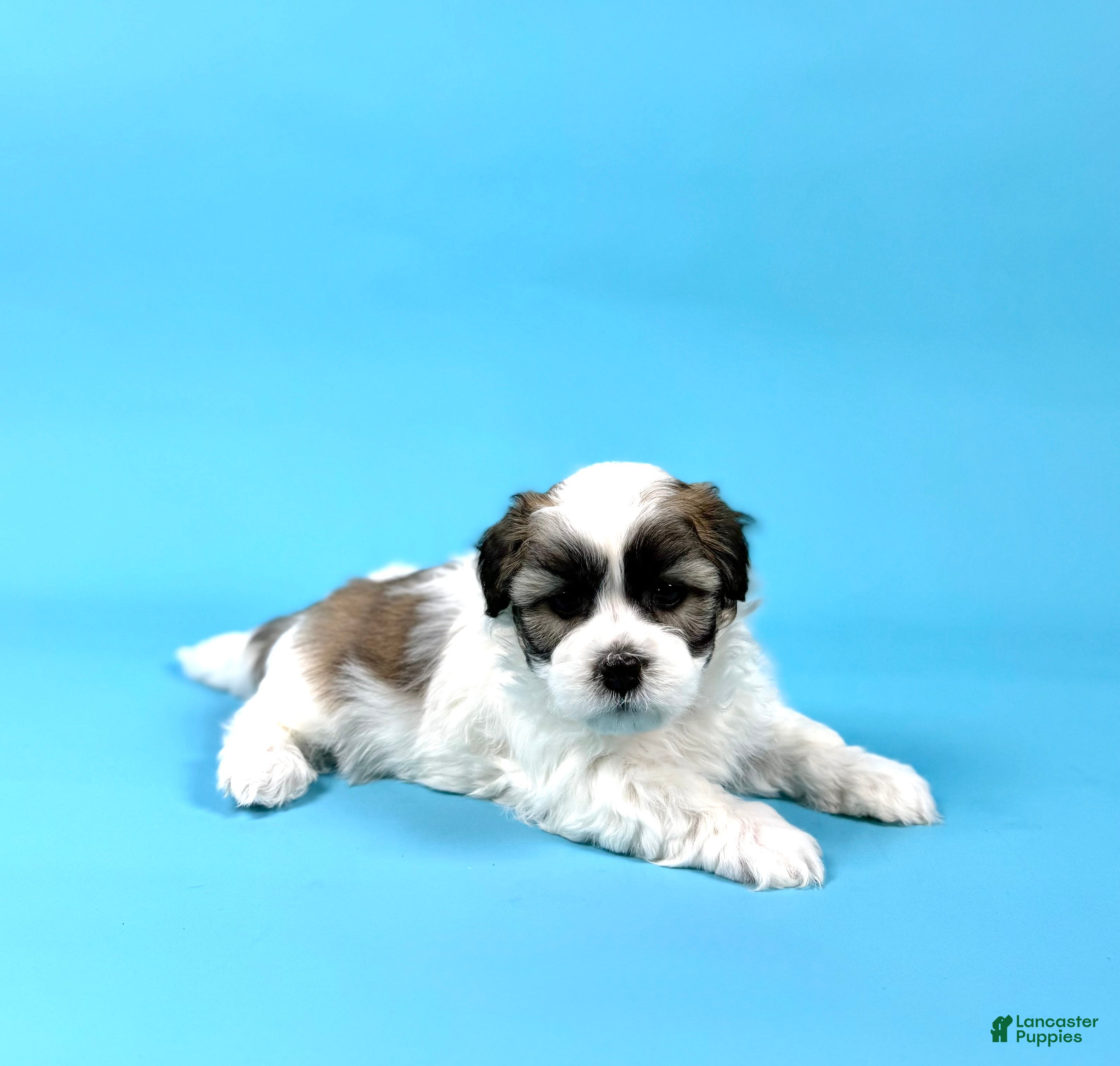 Havanese dogs WAYLON - Ad 1