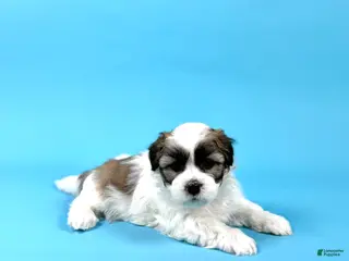 Havanese dogs for sale: WAYLON - Ad 3