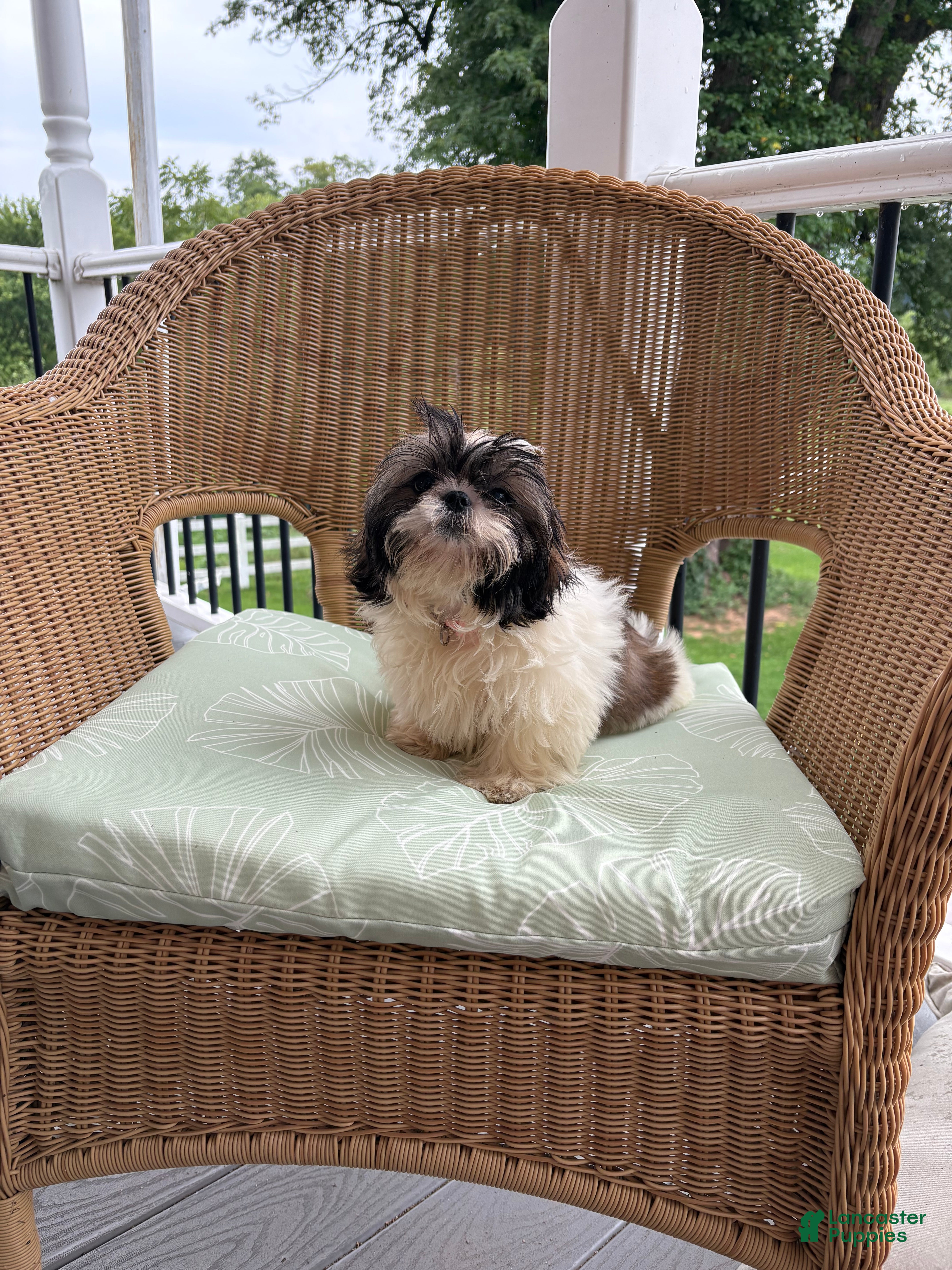 Shih Tzu dogs Abby - Ad 1