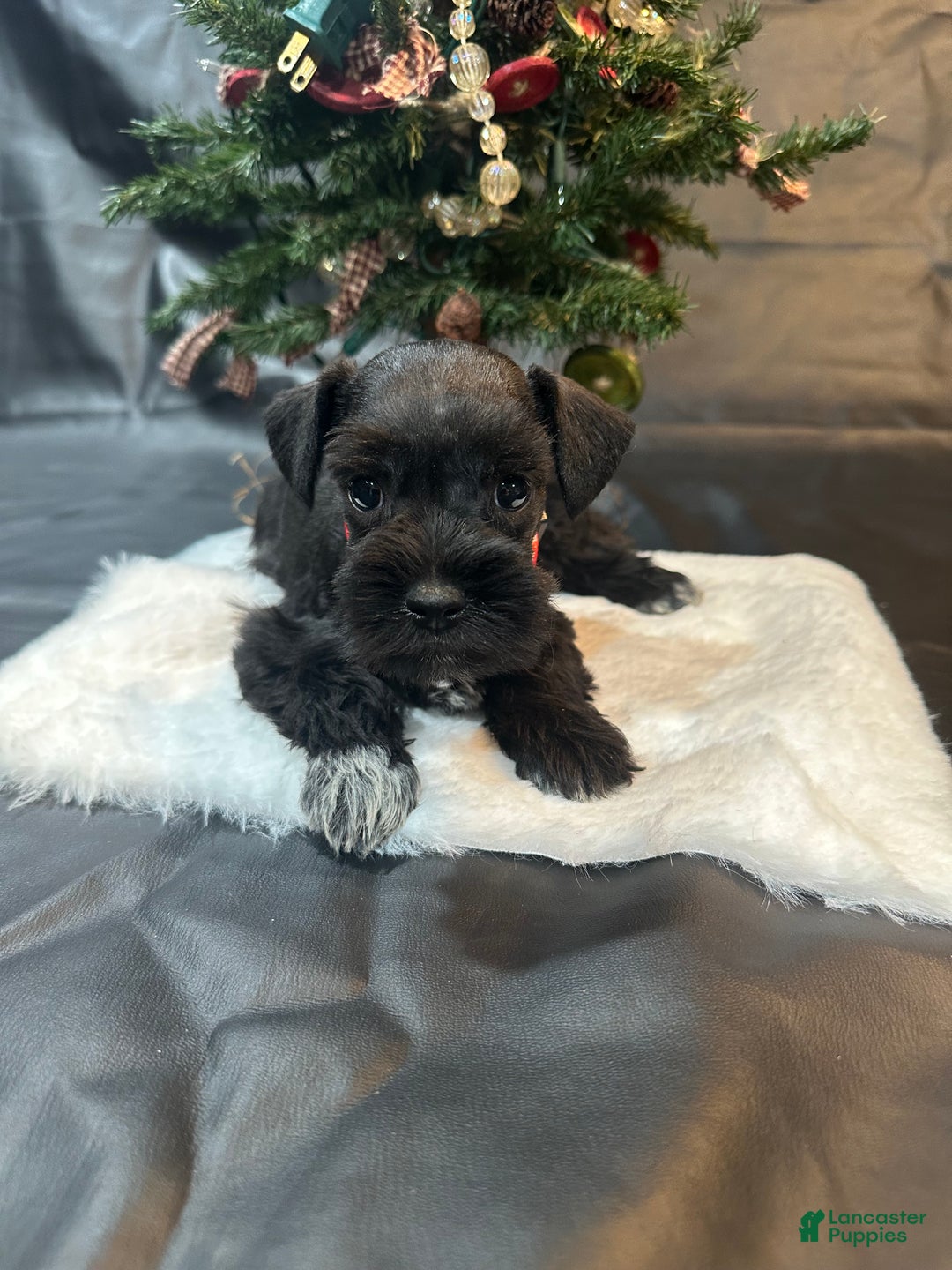 Miniature Schnauzer dogs for sale: Eve - Ad 3