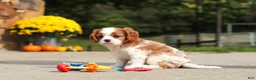 Cavalier King Charles Spaniel dogs for sale: Allie - Ad 2