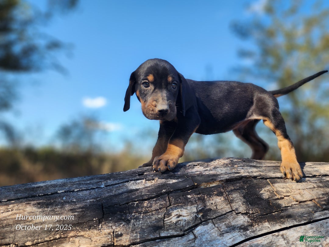 Mixed Breed dogs for sale: Fall 2025 Bloodahoula Male 4 - Ad 4