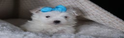 Maltese dogs for sale: ANDREW - Ad 11