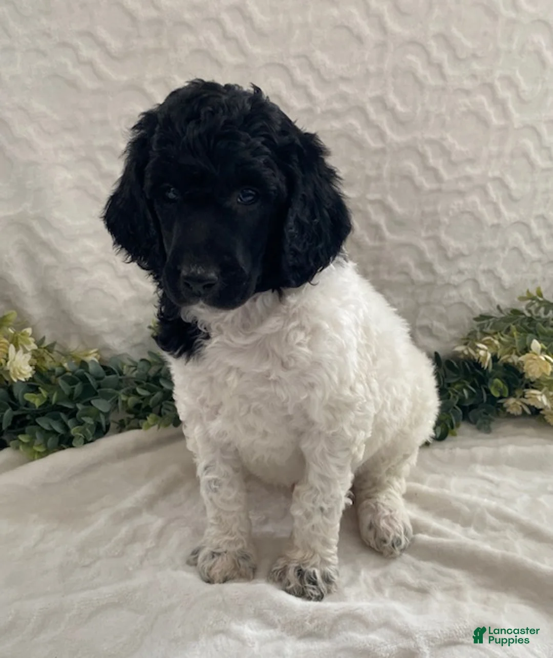 Standard Poodle dogs for sale: Kirby- genetic clear - Ad 3