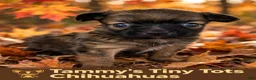 Chihuahua dogs for sale: Chihuahua 1 - Ad 7