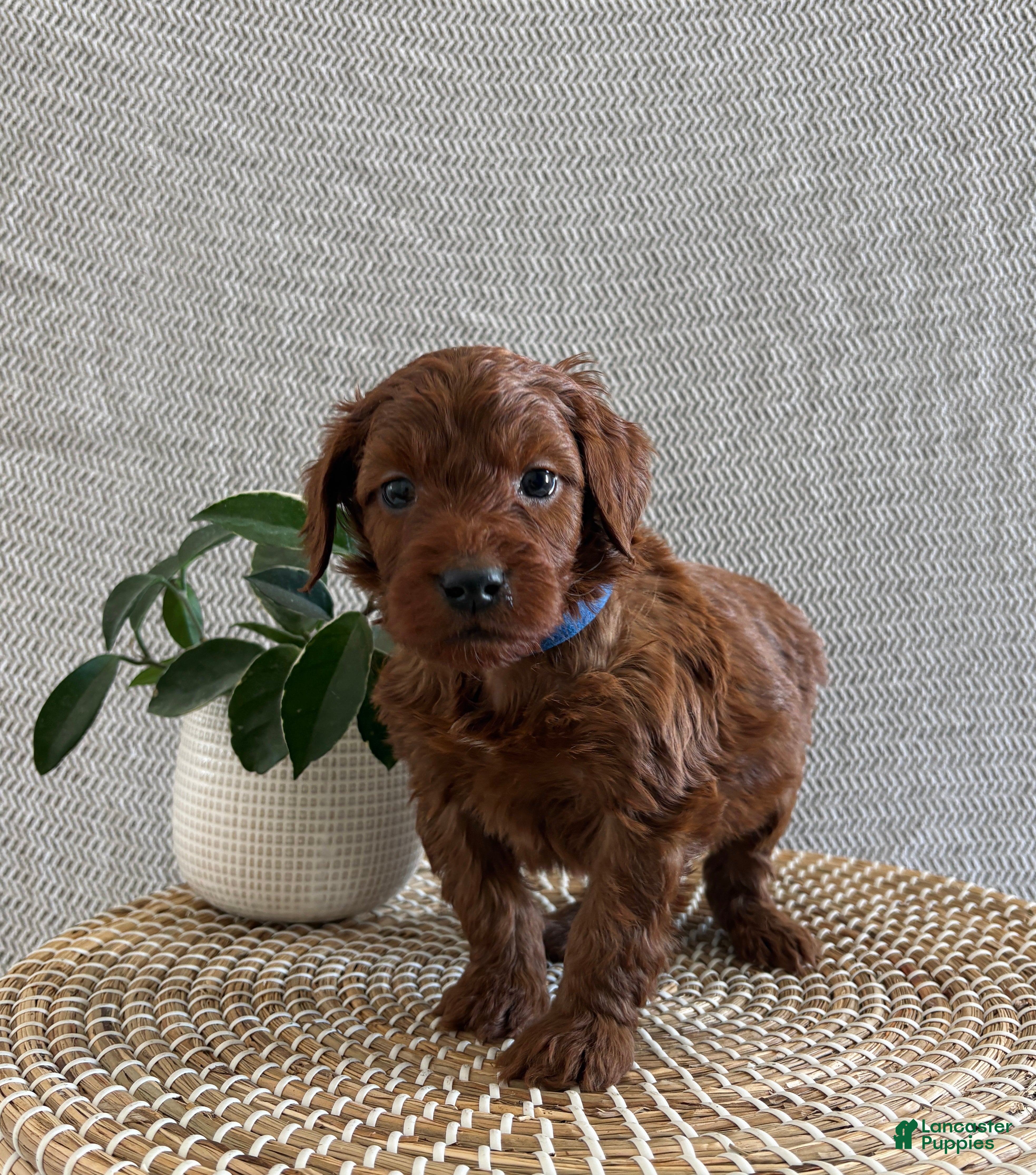 Irish Doodle dogs Cupid - Ad 10