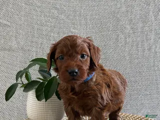 Irish Doodle dogs Cupid - Ad 14