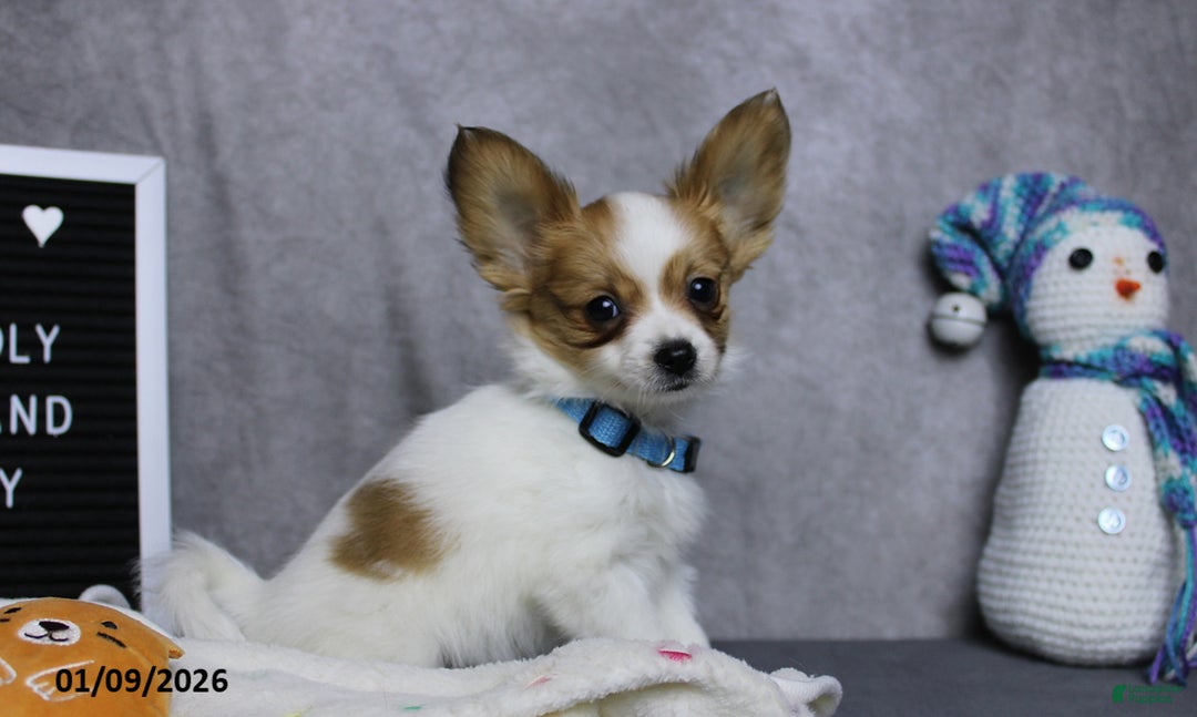 Papillon dogs for sale: Nobel - Ad 3