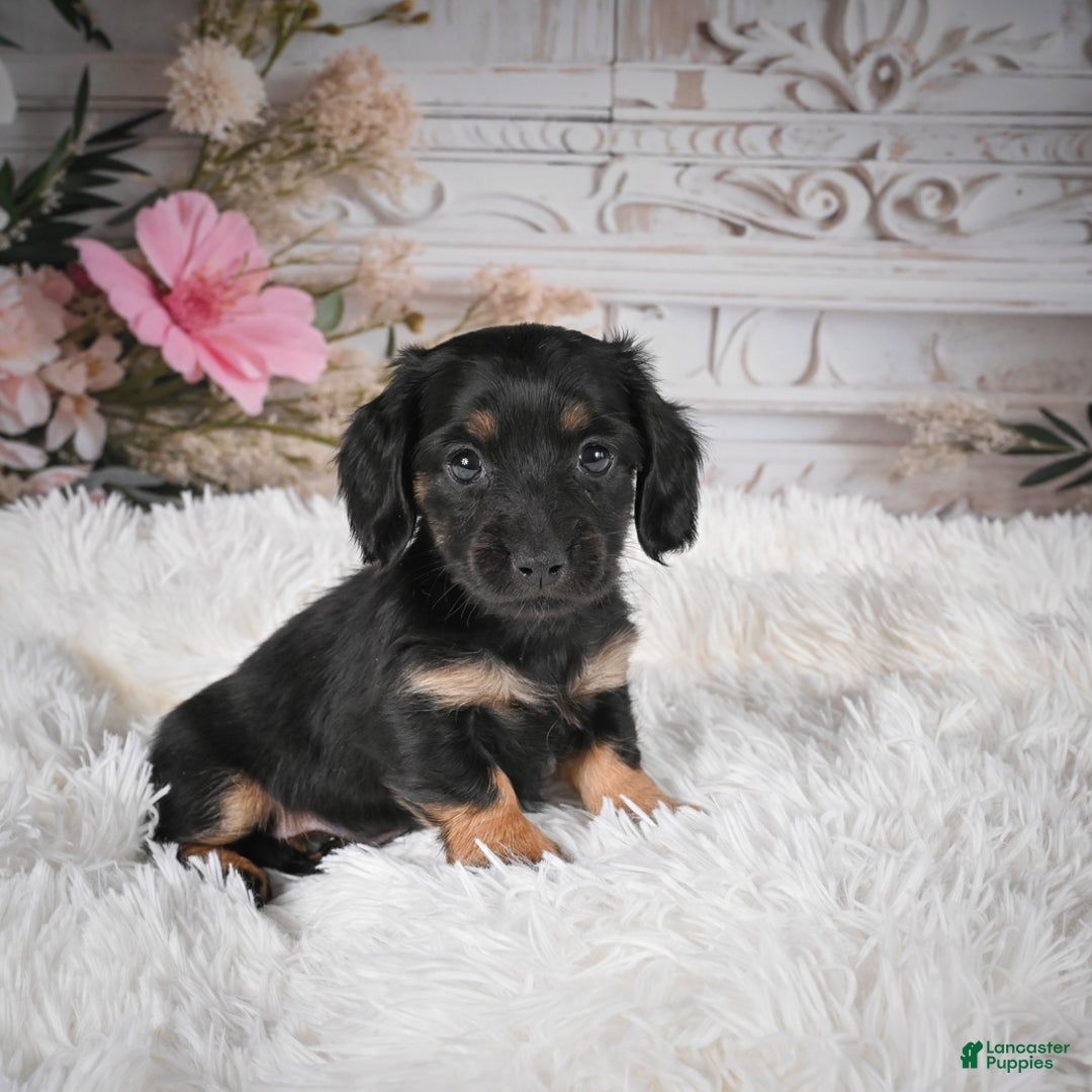 Miniature Dachshund dogs for sale: Panda-AKC - Ad 2