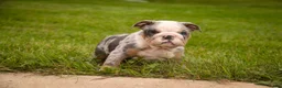 English Bulldog dogs for sale: Sebastian English Bulldog  - Ad 5