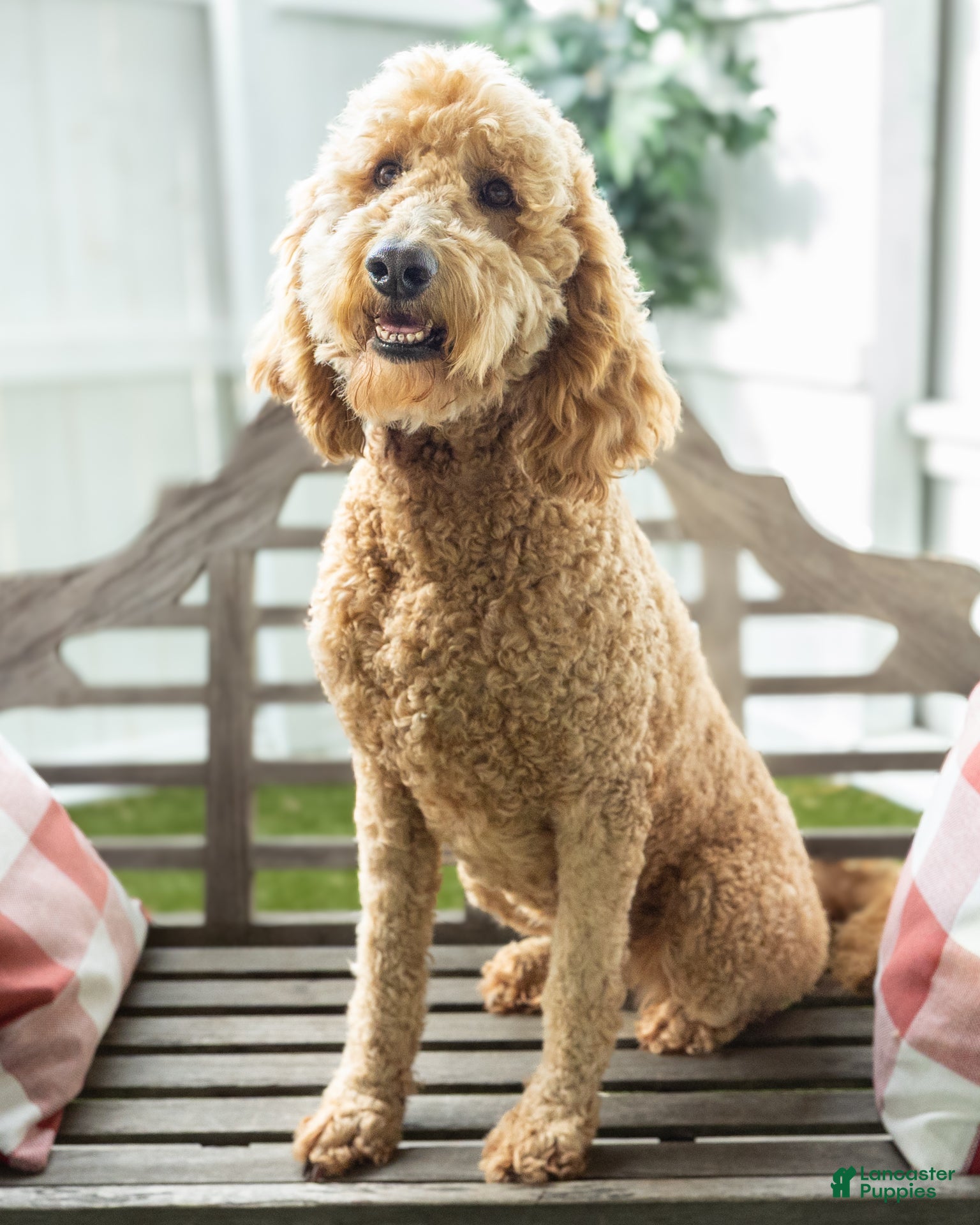 Goldendoodle dogs Cynthia - Ad 2