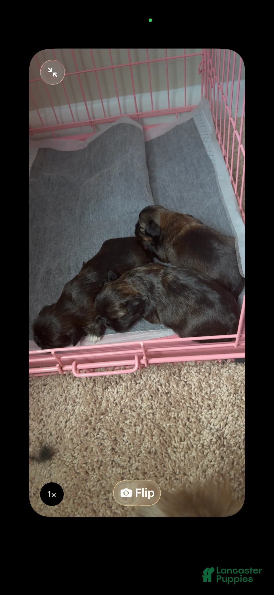 Gallery Image {{count}}