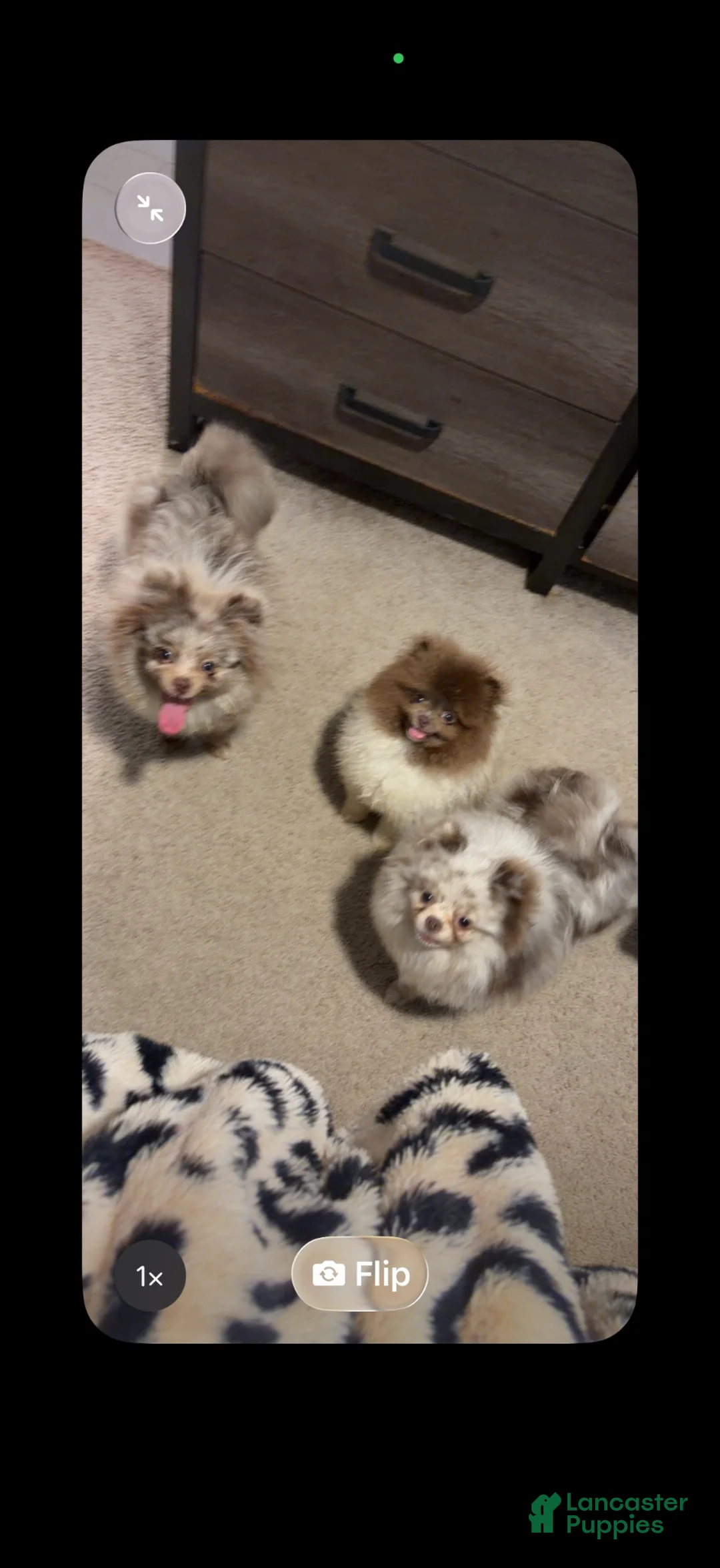 Pomeranian dogs for sale: Pomeranian 1 - Ad 2