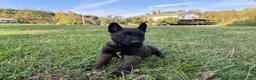 Belgian Malinois dogs for sale: Harry Potter (red) - Ad 4