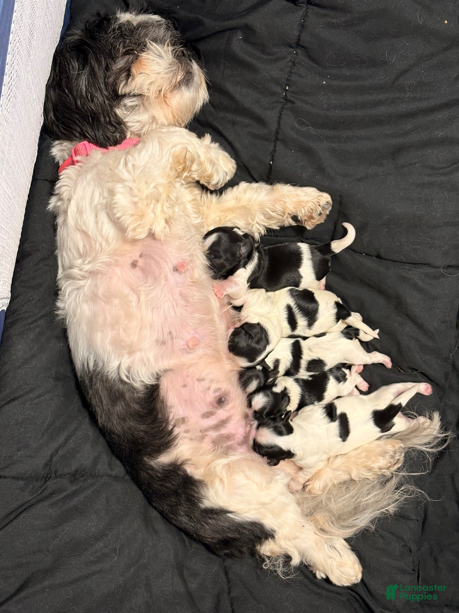 Shih Tzu dogs Shih Tzu Puppy 2 - Ad 16
