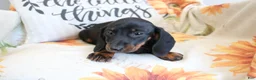 Miniature Dachshund dogs for sale: Danny  - Ad 8