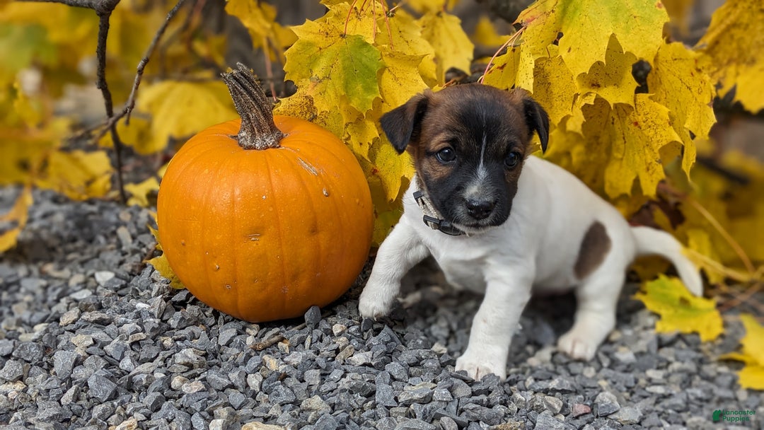 Jack Russell Terrier dogs for sale: Pepsi - Ad 4