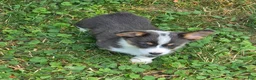 Welsh Corgi Pembroke dogs for sale: Lobo the low rider  - Ad 11