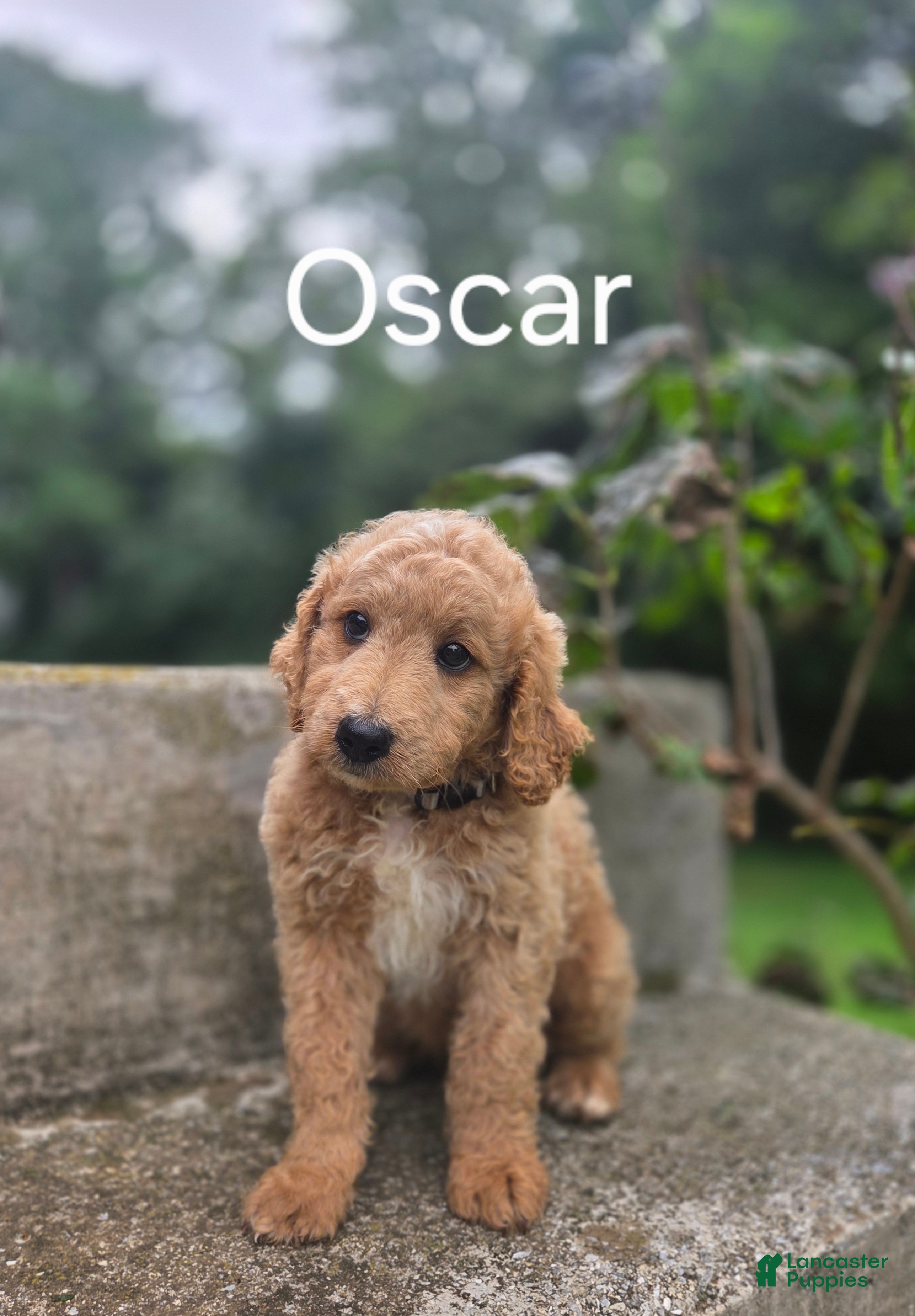 Irish Doodle dogs Irish Doodle 10 - Ad 6