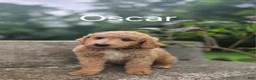 Irish Doodle dogs for sale: Irish Doodle 10 - Ad 1