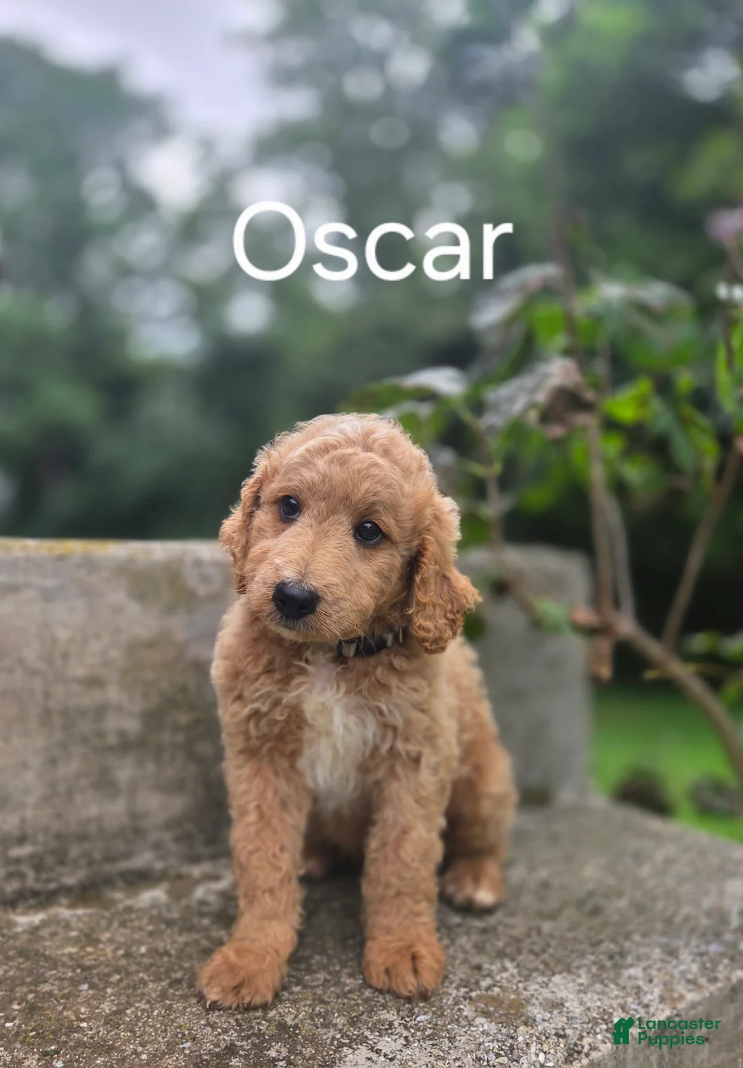 Irish Doodle dogs for sale: Irish Doodle 10 - Ad 1