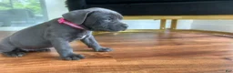 Cane Corso dogs for sale: Cane Corso Puppy 6 - Ad 6