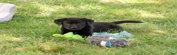 Labrador Retriever dogs for sale: Shawn  - Ad 9