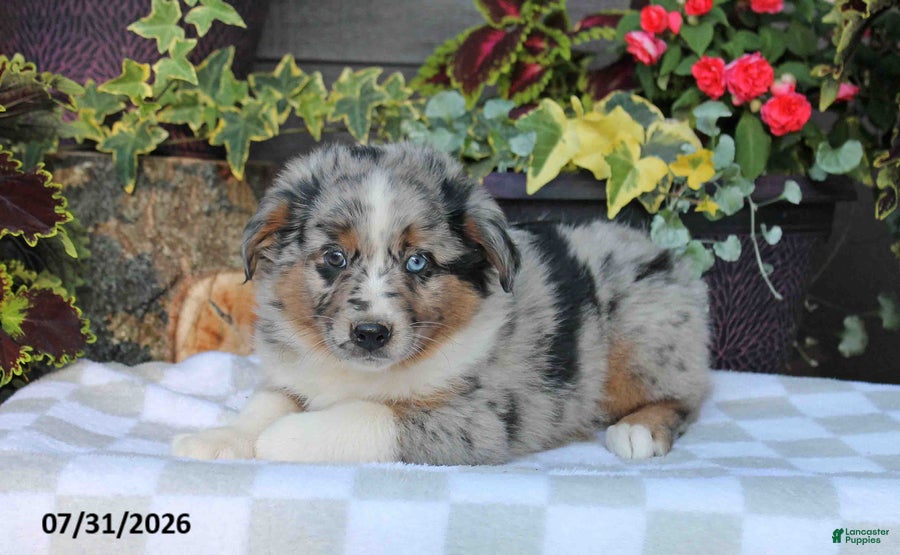 Australian Shepherd dogs Sammy - Ad 2