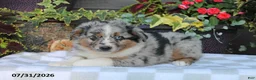 Australian Shepherd dogs for sale: Sammy - Ad 2