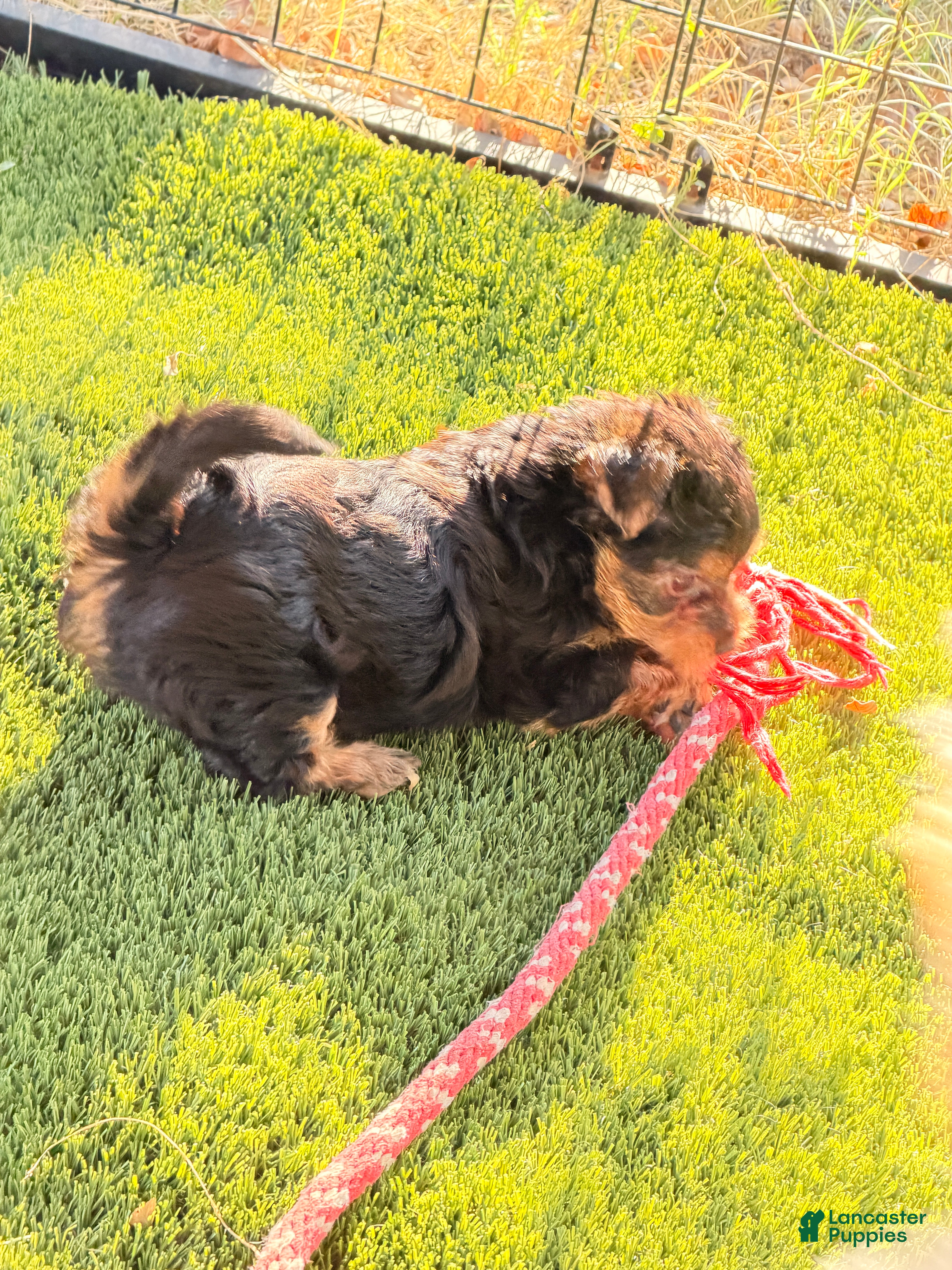 Yorkshire Terrier dogs Freddy the Tank - Ad 23