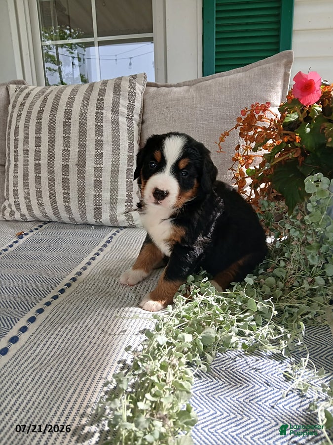 Bernese Mountain Dog dogs Amy - Ad 1