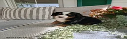 Bernese Mountain Dog dogs for sale: Amy - Ad 1
